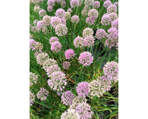 Allium ‘Millenium’
