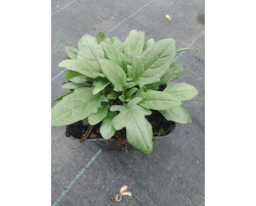 Prunella grandiflora ‘Bella Violet Blue’