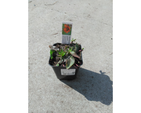 Hieracium aurantiacum