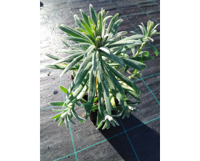 Euphorbia characias subsp. wulfenii