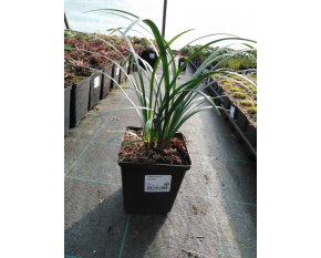 Liriope muscari ‘Big Blue’