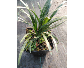 Liriope muscari ‘Big Blue’