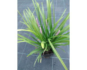 Liriope muscari ‘Big Blue’