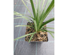 Liriope muscari ‘Big Blue’