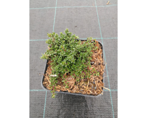 Thymus serpyllum ‘Red Carpet’