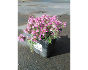 Thymus serpyllum ‘Red Carpet’
