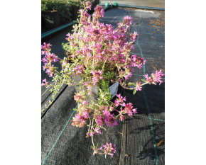 Thymus serpyllum ‘Red Carpet’