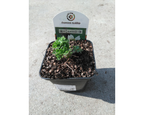 Anemone multifida sp.