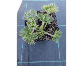 Anemone multifida sp.