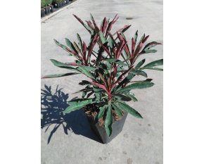 Euphorbia ‘Miners Merlot’