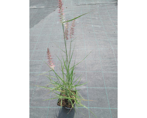Pennisetum orientale ‘Flamingo’