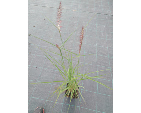 Pennisetum orientale ‘Flamingo’