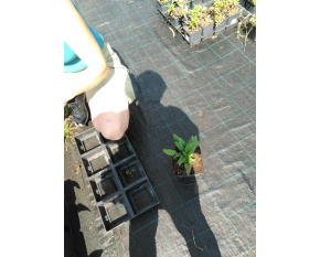 Echinacea ‘SunSeekers Pomegranate’