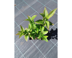Nepeta kubanica ‘Neptune’ 