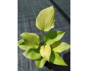 Hosta Shadowland ‘Coast to Coast’