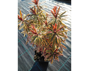 Euphorbia x martinii ‘Ascot Rainbow’