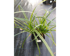 Carex sylvatica