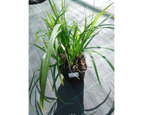 Carex sylvatica