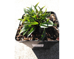 Echinacea ‘SunSeekers Clementine’