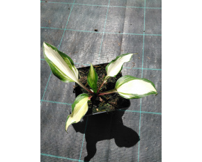 Hosta ‘Raspberry Sundae’