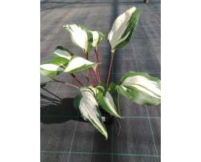 Hosta ‘Raspberry Sundae’