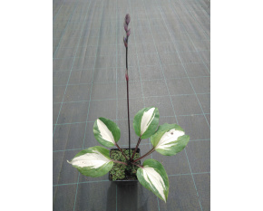 Hosta ‘Raspberry Sundae’
