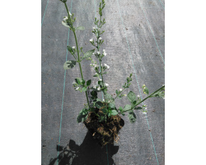 Calamintha nepeta ‘White Cloud’