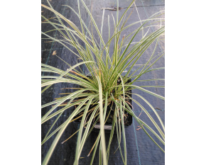 Carex montana ‘Raureif’