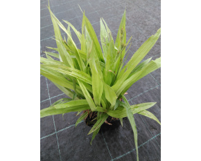 Carex siderosticta