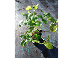 Fragaria vesca ‘Rügen’