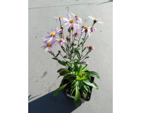 Aster pyrenaeus ‘Lutetia’