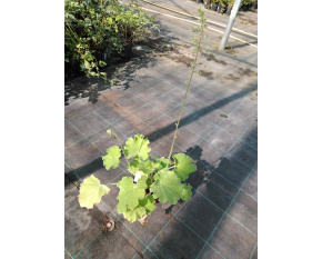 Heuchera villosa var. macrorrhiza