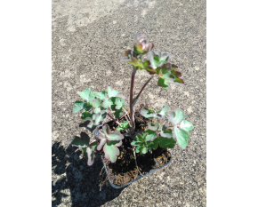 Aquilegia vulgaris ‘Heidi’
