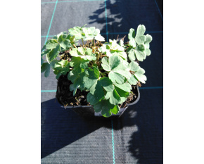 Aquilegia ‘Heavenly Blue’