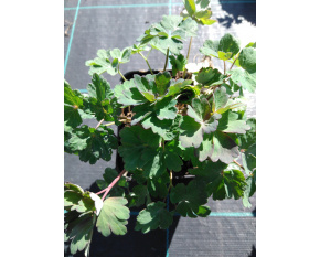 Aquilegia caerulea ‘Heavenly Blue’