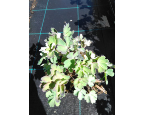 Aquilegia caerulea ‘Heavenly Blue’