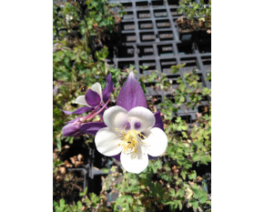 Aquilegia caerulea ‘Heavenly Blue’
