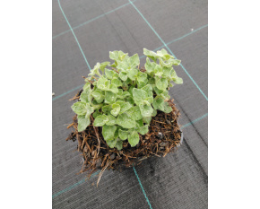 Calamintha menthifolia ‘Menthe’