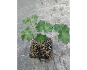 Geranium magnificum ‘Rosemoor’