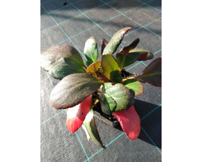 Bergenia ‘Dragonfly Angel Kiss’