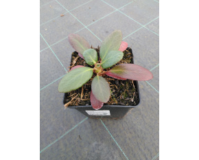 Bergenia ‘Dragonfly Angel Kiss’