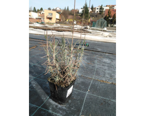 Lavandula angustifolia ‘Hidcote Blue’