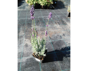 Lavandula angustifolia ‘Hidcote Blue’