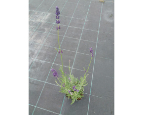Lavandula angustifolia ‘Hidcote Blue’