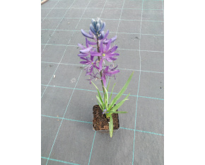 Camassia quamash