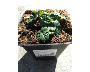 Fragaria vesca ‘Alexandria’