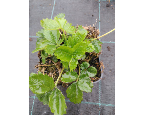 Fragaria vesca ‘Alexandria’