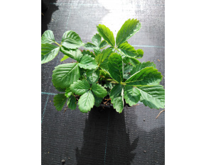 Fragaria vesca ‘Alexandria’