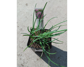 Allium schoenoprasum