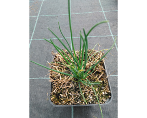 Allium schoenoprasum